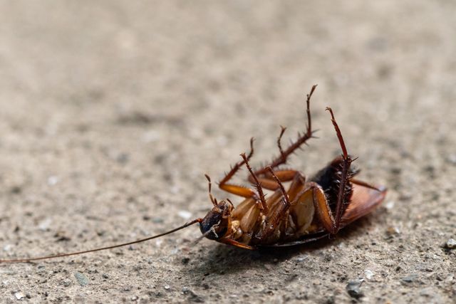 Pest Control Strategies