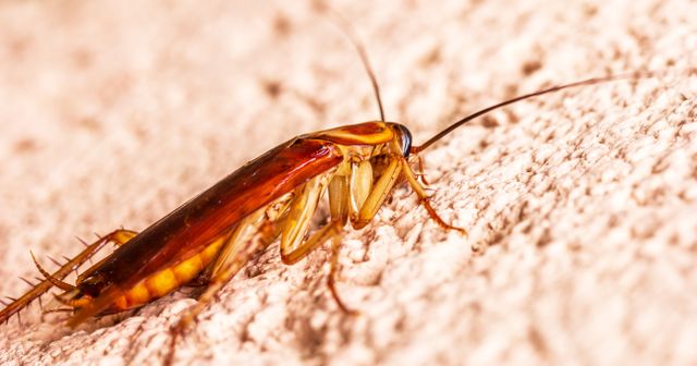 pest control